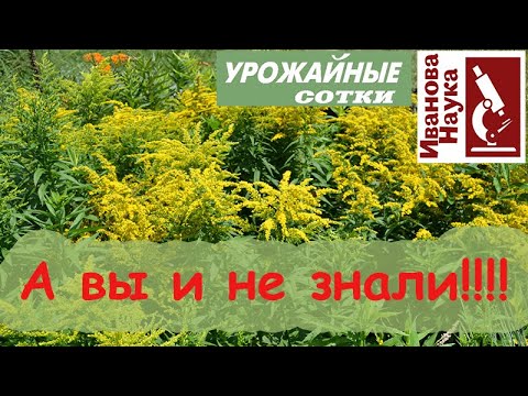 Золотарник (солидаго) наш помощник и друг! Лечение и использование золотарника