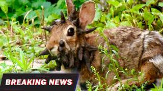 Zombie Bunnies with Tentacles?! The Rabbit Virus Explained