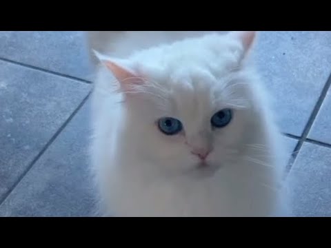 cutest animal and cutest birds