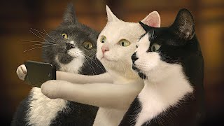 Смешные животные | Восхитительные коты и собаки 2023 #202