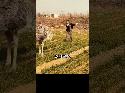 진짜 타조를 타는 남자... 가능할까?