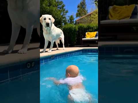Guardian Retriever Saving Baby🐕👶 #dogrescue #babyvideos #retriever