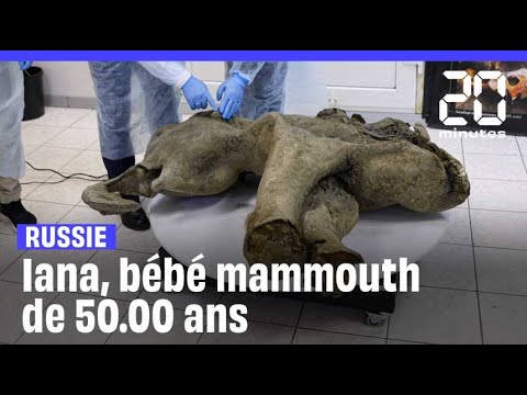 Un mammouth presque intact de 50.000 ans présenté en Russie