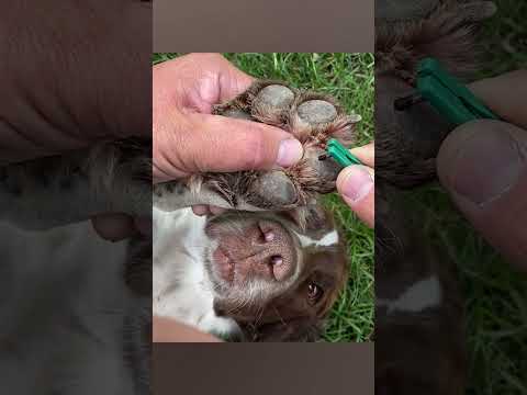 He immediately needs a pup cup