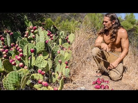 No Tools Prickly Pear Harvest