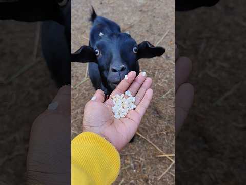 #funny #cow #comedy #animals #cute #trending @chumkimohanta3679