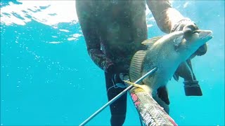 Il Tango della Corvina - Pesca in Apnea - Pescasub - Spearfishing - P.submarina - Chasse sousmarine