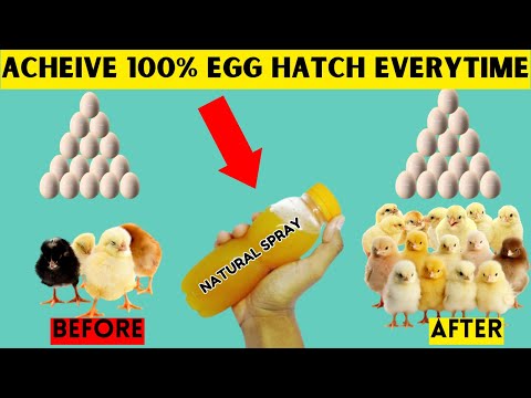 HOW TO HATCH 100% OF YOUR EGGS USING THIS ORGANIC EGG SPRAY EVERYTIME | Easy, Cheap and Effective