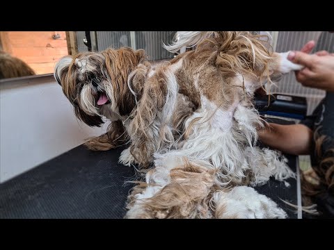 Poor Matted Dog. Lovely Dog.