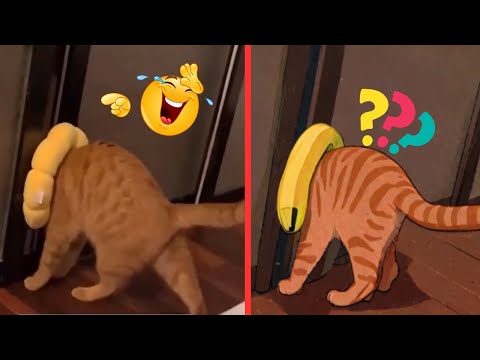 Funniest Cat Memes😂Skibidi Toilet Cat🐱Funny Drawing Meme🎨Funny Animals and Funny Dog Videos🐶Funny