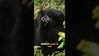 Mountain Gorillas – A True Conservation Success Story! 🦍🌿✨ #gorilla #conservation #wildlife #nature