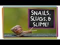 Snails and Slugs: A Gastropod Adventure