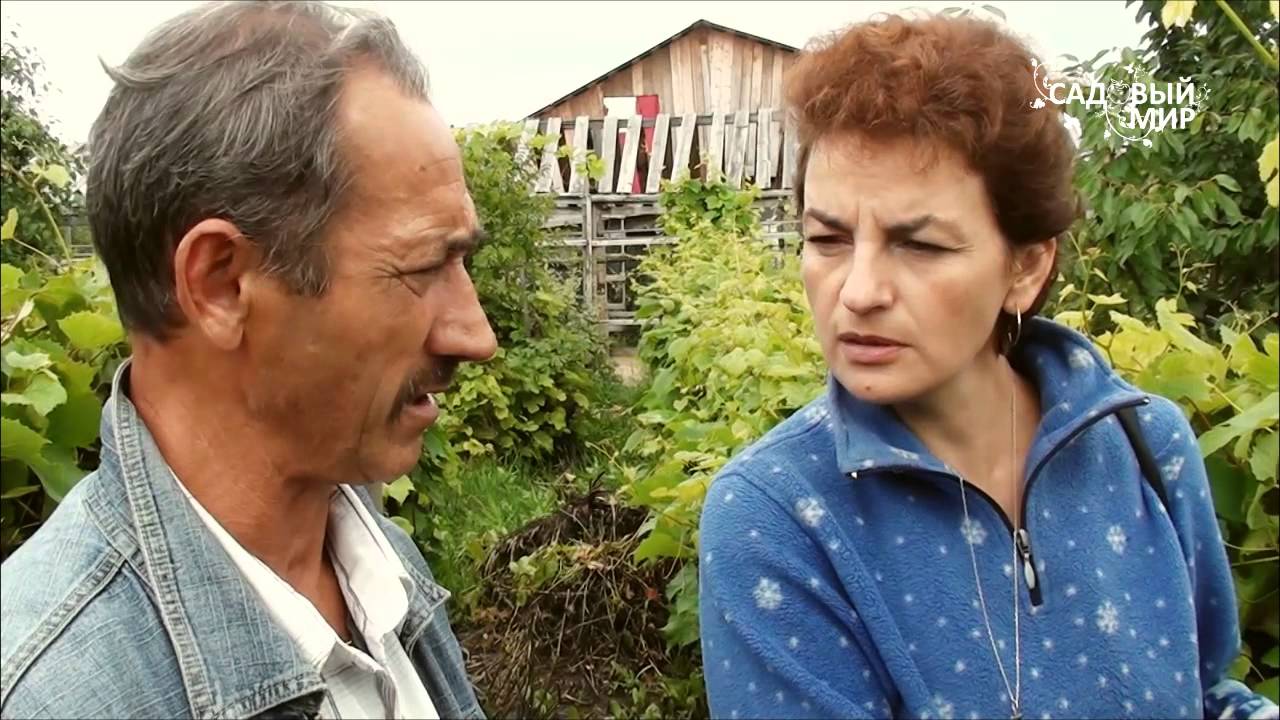Милдью - опасная болезнь винограда