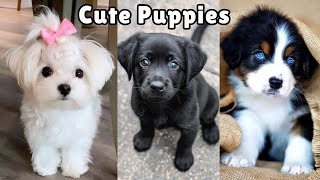 Cutest Puppies of 2025! 🐶🐕‍🦺