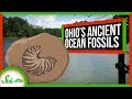 Caesar Creek Fossils and the Ordovician Period