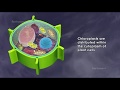 Chloroplast Functions and Structures
