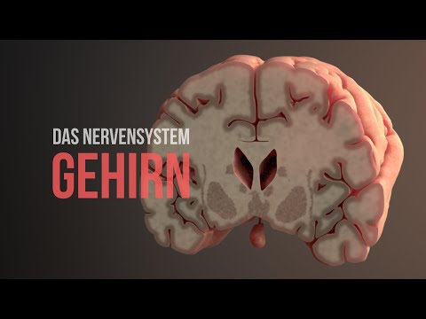 Nervensystem Teil 2 - Aufbau und Funktionsweise des Gehirns (Animation)