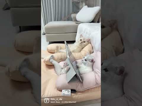 #shorts  집사가 이사 한다고 정신이 없어 영상 편집할 시간이 없네요ㅜㅜ 기다려주신분들 죄송합니다🙏🏻