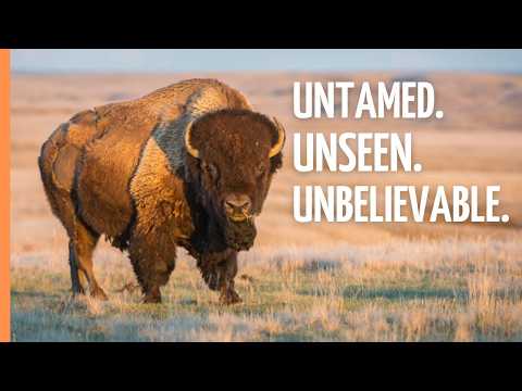 Bison, Coyotes & Prairie Dogs: The Untamed Life of North America's Grasslands | Full Episode