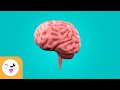 Understanding the Human Brain