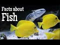 Fish Biology and Characteristics