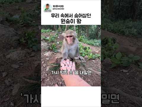 노동의 가치를 직접 평가한 몽키킹 #원숭이 #동물 #funny