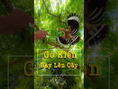 Gõ Kiến Đầu Rìu Bay Lên Cây -Yêu Chim Cảnh.