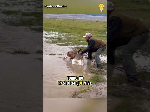 Salvando Cavalo Big Joe Preso em Buraco #animais #incrível #curiosidades #animais #cavalo