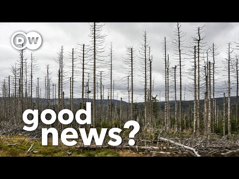 Why Europe and Americaโs dying forests could be good news