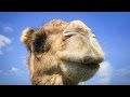 The Story of the Giant Arctic Camel