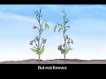 Mendel's Experiments and Genetic Traits