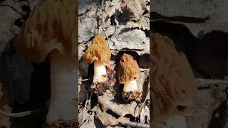 ГРИБЫ - ПИПЕТКИ, КТО ОНИ???