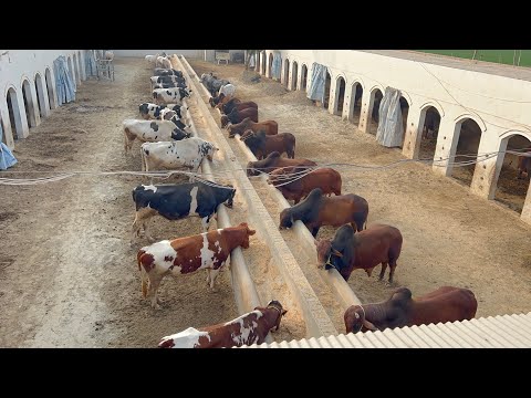 Pakistan Elite Sahiwal Cow Bulls of Trojan Sire