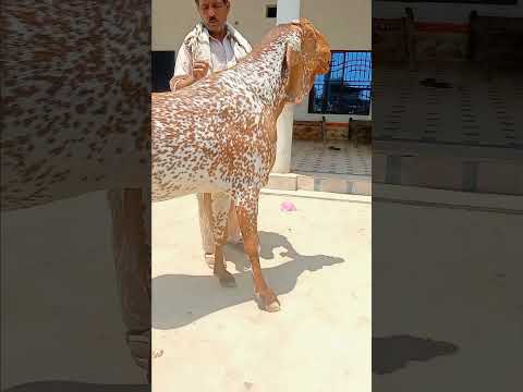 Mashalllah 200kg #goat