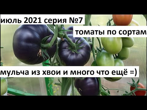 Июль 2021 серия 7. Самые черные томаты. Мульча из хвои
