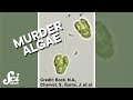 Algae and Their Dietary Habits