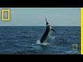 Tagging the Marlin: Challenges and Successes