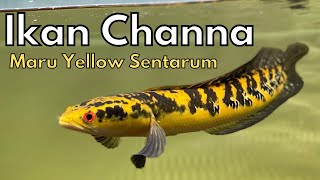 Ikan Channa Maru Yellow Sentarum Asli Indonesia