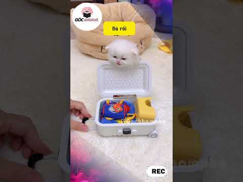 Chuẩn bị vali đi chơi cho mèo con #funny#giaitri #cothebanchuabiet