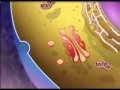Understanding Lysosomes