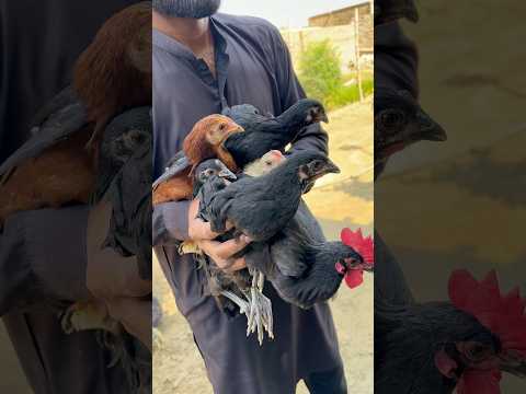 poultry farming chicks #minizoo #trending #poultry #poultryfarming #chicks #reels #shorts