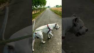 Babbar the dogo #dogoargentino #dogshorts #trendingshorts #shorts #puppy #mostpopular #mostdanger