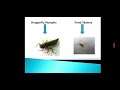 Pond Ecosystem Concepts