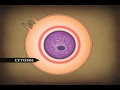 Exploring Human Body Cells, Tissues, and Skin