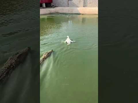 इतने सारे Crocodile मिलके एक Duck को नही मार पाए 😱 #shorts #short #youtubeshorts