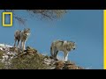 Wolves and Grazing Animals in Yellowstone
