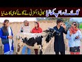 #cow Bhootna,Shoki, Bilo Cheena & Sanam Mahi New Funny Video By Rachnavi Tv2