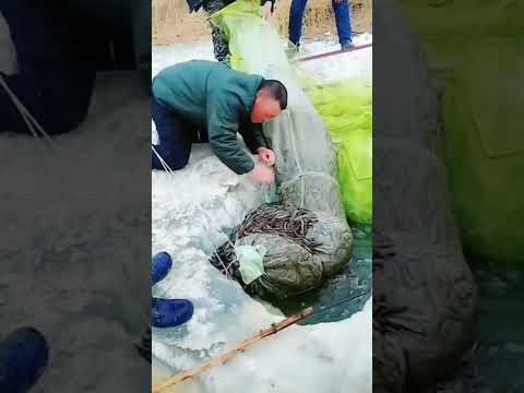 TOP videos fishing