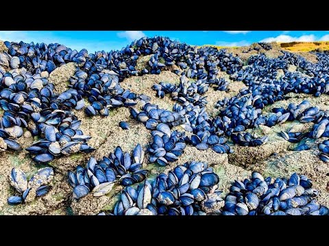 Coastal Foraging - Mussel, Clam and Crab - Clean and Delicious Cookup Autumn 2021 - The Fish Locker