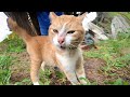 Playful Insights on Cats and Life